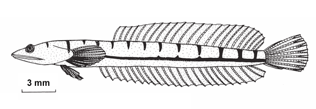 Limnichthys marisrubri
