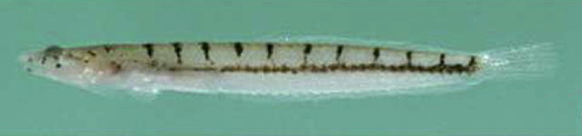 Limnichthys marisrubri