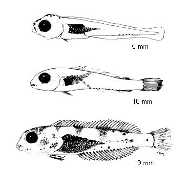 Lipophrys pholis