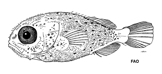 Lopholatilus chamaeleonticeps