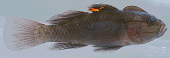 Lophogobius cristulatus