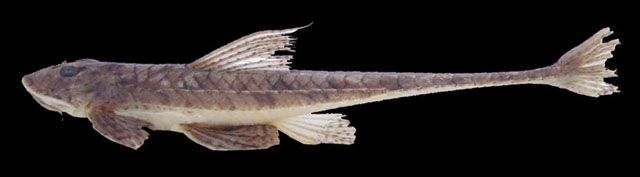 Loricariichthys platymetopon