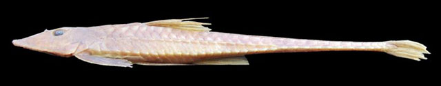 Loricariichthys rostratus