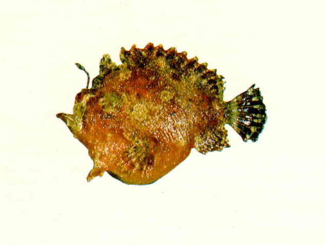 Lophiocharon trisignatus