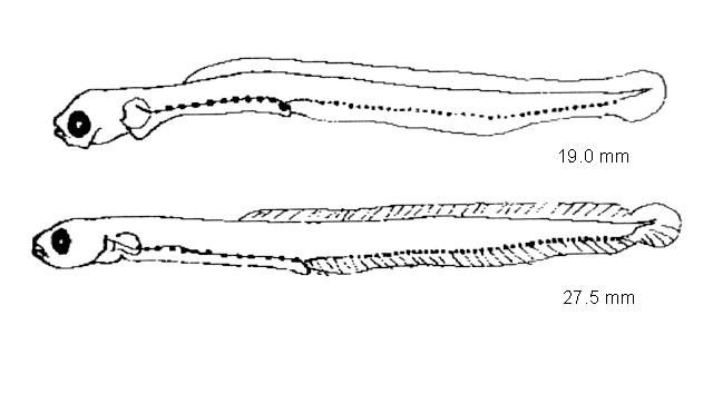 Lumpenus lampretaeformis