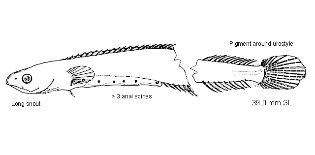 Lumpenella longirostris