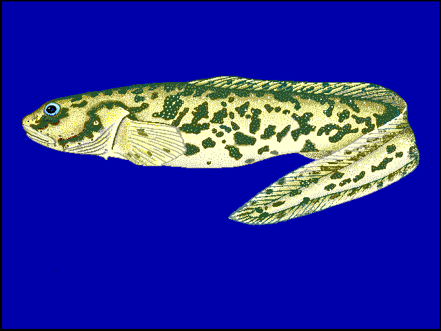 Lycodichthys antarcticus