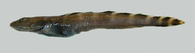 Lycodes eudipleurostictus
