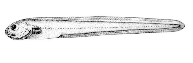 Lycodapus parviceps