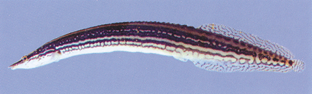 Macrognathus caudiocellatus