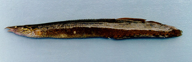 Tire track eel