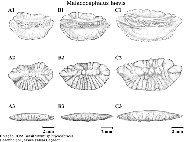 Malacocephalus laevis