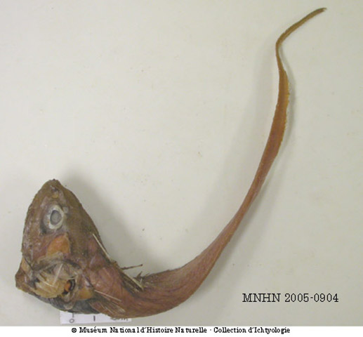 Malacocephalus luzonensis