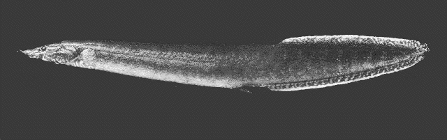 Frecklefin eel