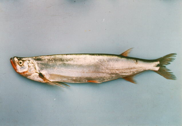 Long pectoral-fin minnow