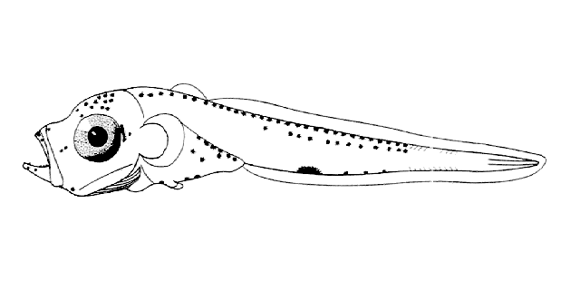 Macruronus magellanicus