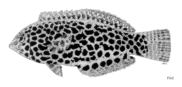 Macropharyngodon meleagris