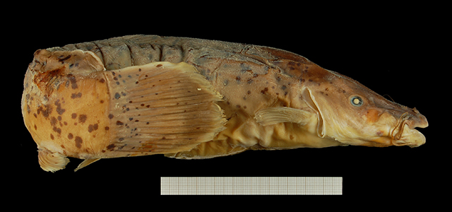 Malapterurus monsembeensis