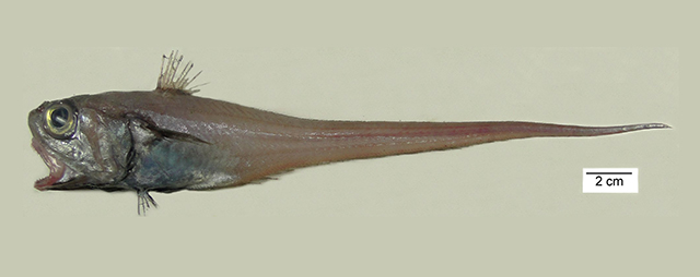 Malacocephalus okamurai