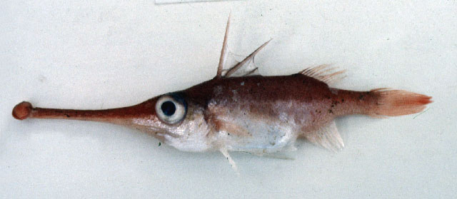 Macrorhamphosodes platycheilus