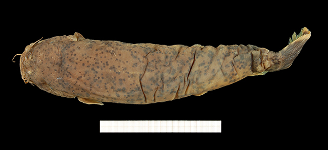 Malapterurus punctatus