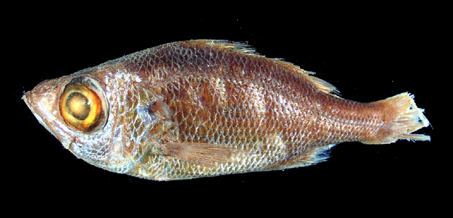 Malakichthys similis