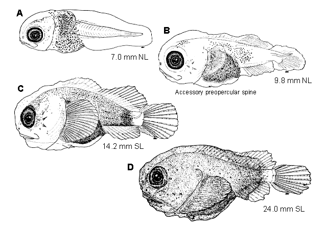 Malacocottus zonurus