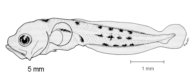 Merluccius angustimanus