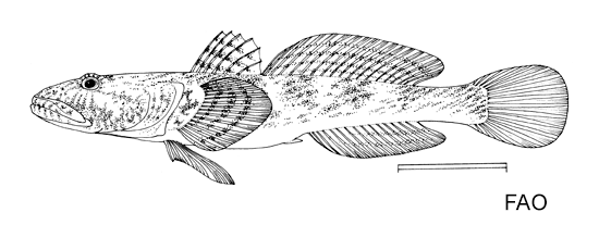 Mesogobius batrachocephalus