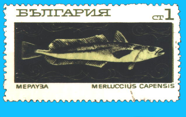 Merluccius capensis