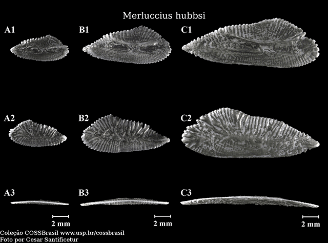 Merluccius hubbsi
