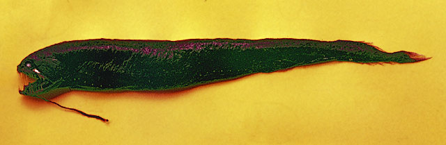 Melanostomias macrophotus