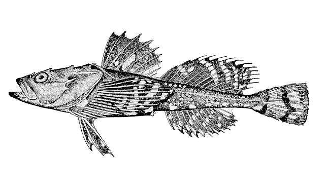 Megalocottus platycephalus