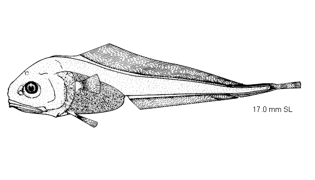 Melanonus zugmayeri
