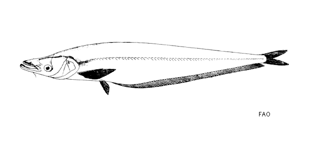 Phalacronotus bleekeri