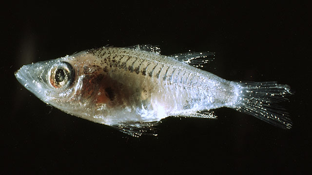 Microichthys coccoi