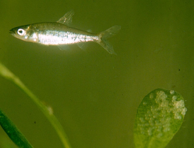 Microstomatichthyoborus katangae
