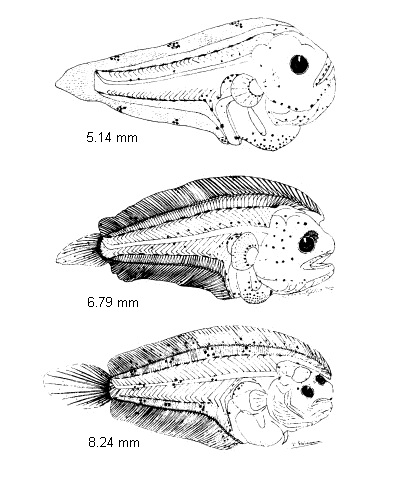 Microchirus ocellatus