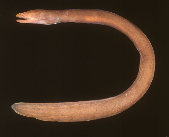 Monopenchelys acuta