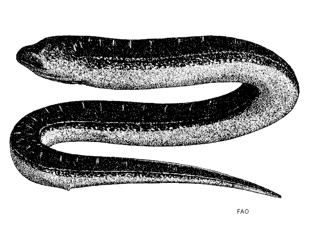 Monopterus albus