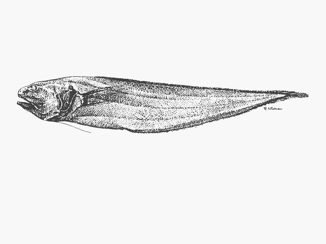 Monomitopus nigripinnis