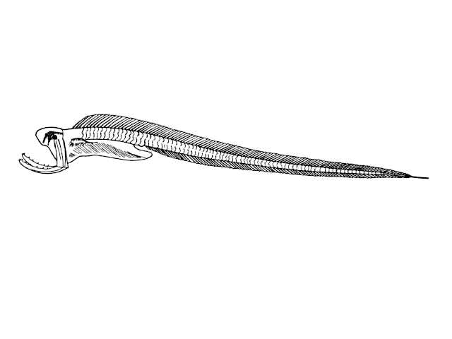 Monognathus taningi