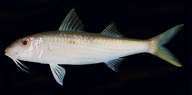 Mulloidichthys flavolineatus