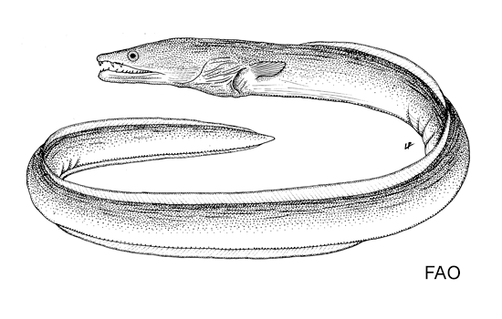 Mystriophis crosnieri