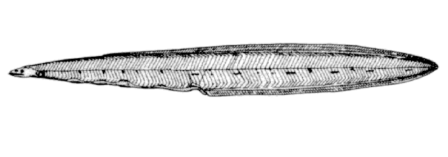 Myrophis platyrhynchus