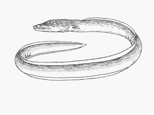 Mystriophis rostellatus