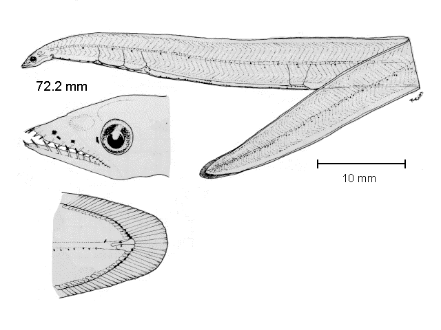 Myrophis vafer