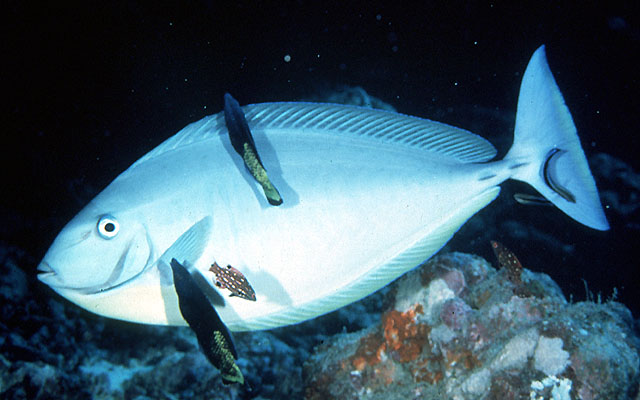 Sleek unicornfish