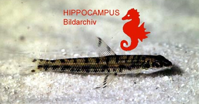 Nannocharax rubrolabiatus
