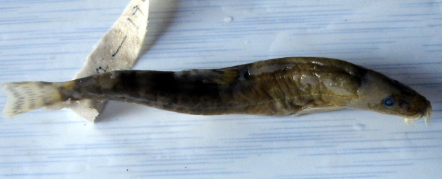 Nemacheilus fasciatus
